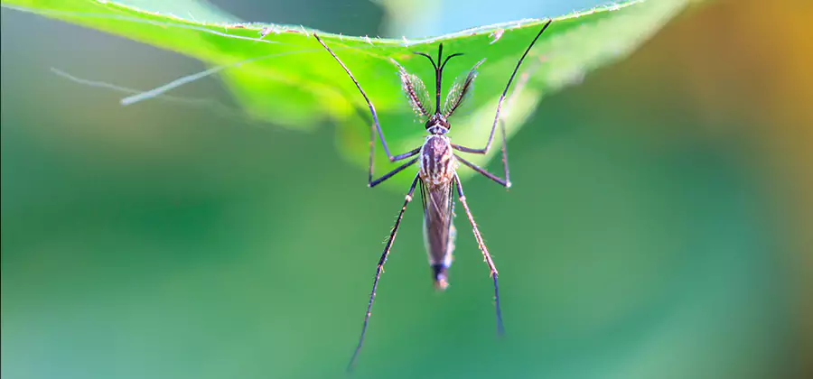 Pest and Mosquito Control for Yard and Patio in White City