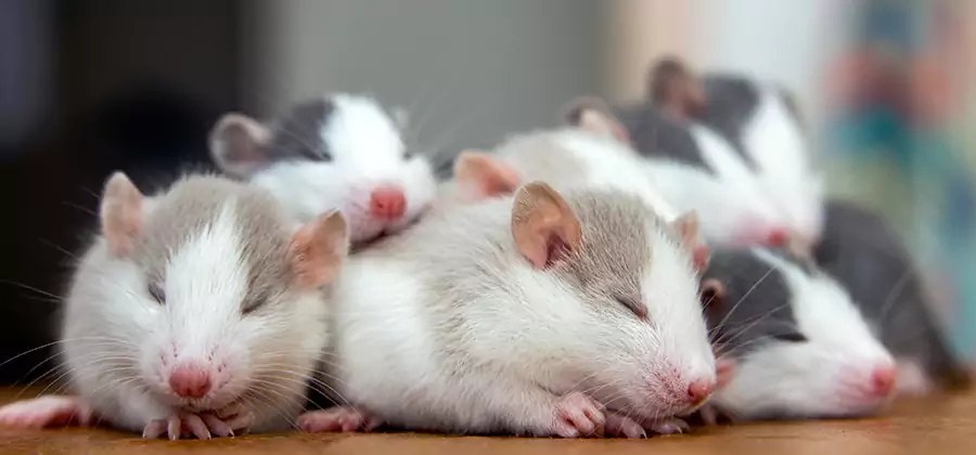 White City Pet Safe Mice Control