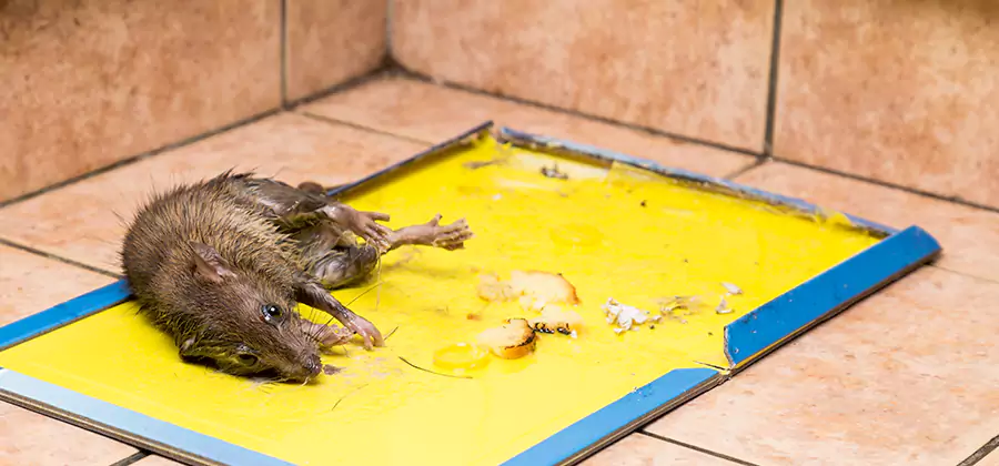 Mouse and Rat Control in White City