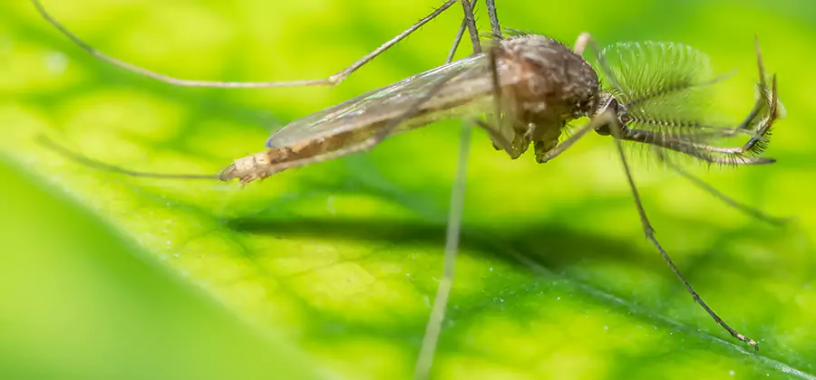 Herbal Mosquito Repellent Treatment in White City
