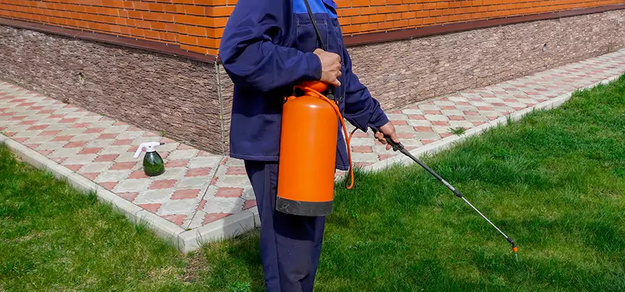 Non Toxic Termite Treatment in White City
