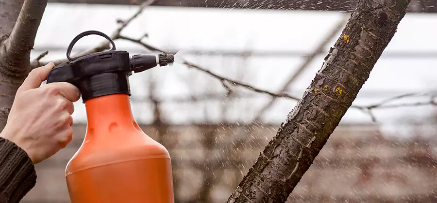 Orange Oil Structural Cavity Treatment in White City