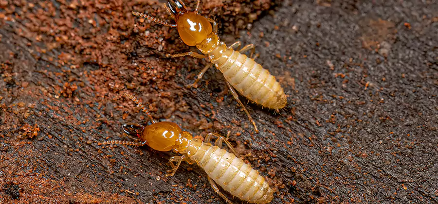 Natural Ant Hill Killer Treatment in White City