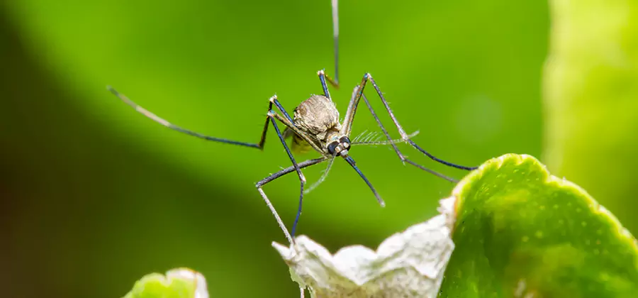 Natural Outdoor Mosquito Repellent in White City
