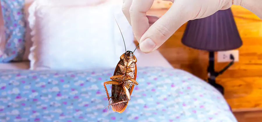 Bed Bug Inspection in White City