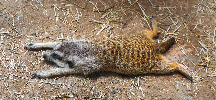 Dead Raccoon Removal in White City