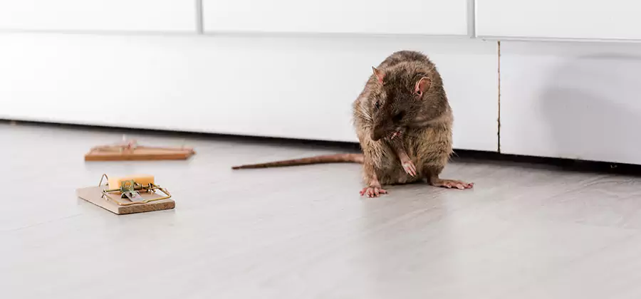 Rat Baiting Removal Service in White City