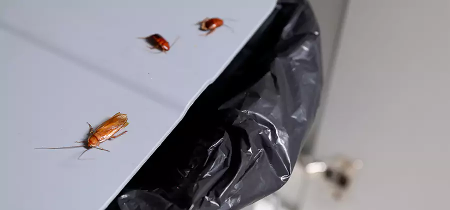 German Roach Pest Control in White City