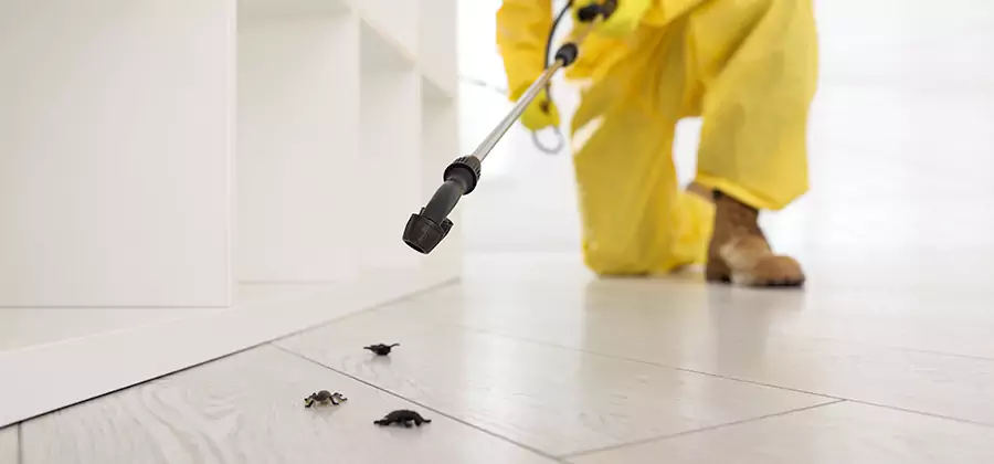 Roach and Bed Bug Exterminator in White City