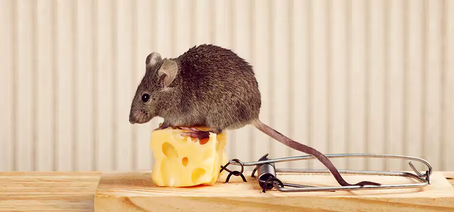 Commercial Rodent Exclusion Services in White City