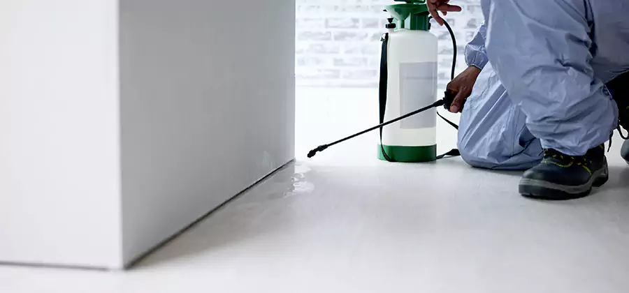 Rodent Trapping Service in White City
