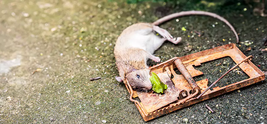 Rat Trapping in White City