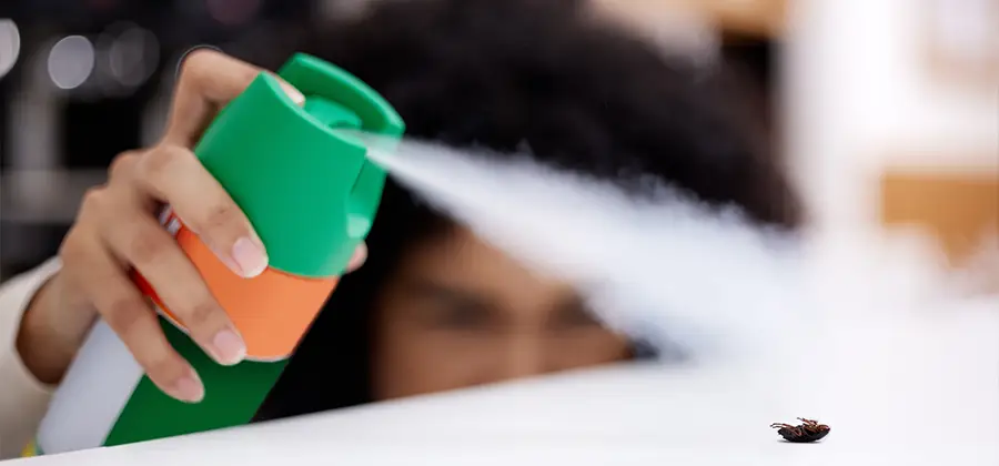 Child Safe Bed Bug Treatment in White City