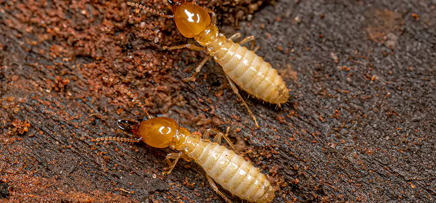 Sentricon Residential Termite Control in White City