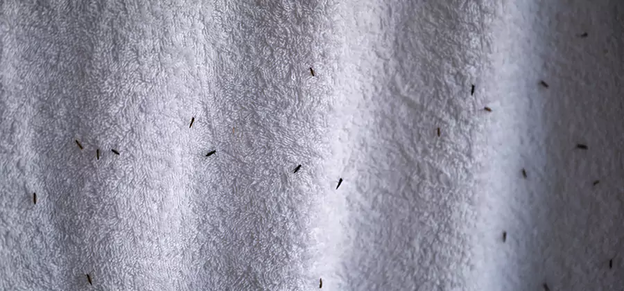 Small Black Ants in Bathroom Treatment in White City