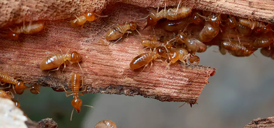Perimeter Soil Termite Treatment in White City