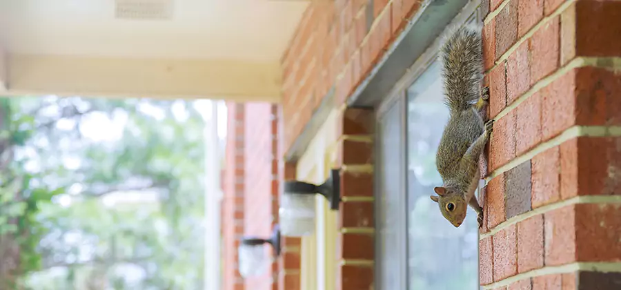 Squirrel Inside Walls Removal in White City