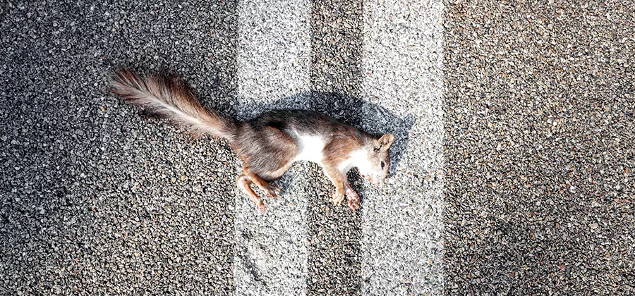 Dead Squirrel Removal in White City