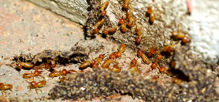 Wood Treatment and Localized Termite Solutions in White City