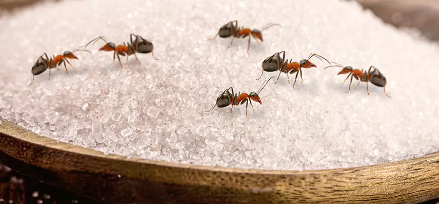 Indoor Sugar Ant Treatment in White City