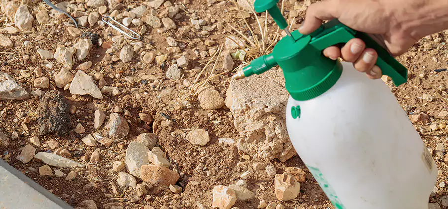 Heat Treatment Termite Cost in White City