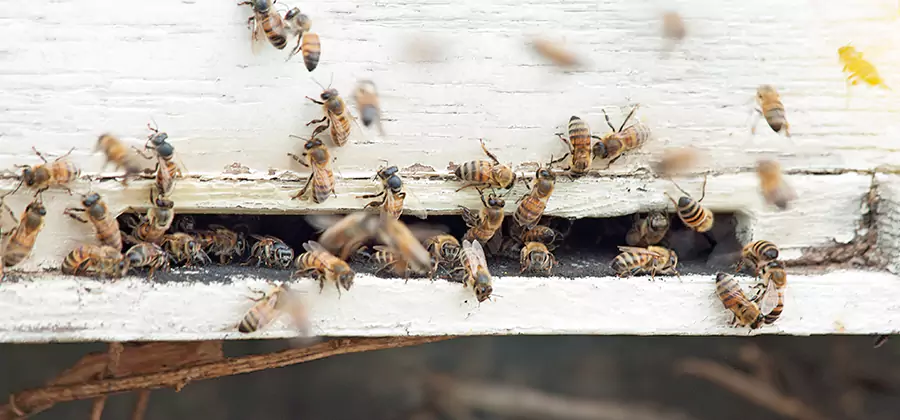 Residential Termite Fumigation in White City