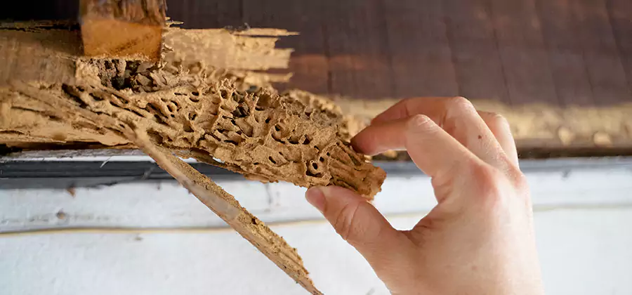Pre-Purchase Termite Inspection in White City