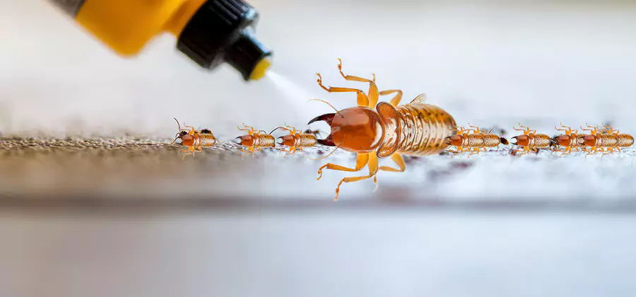Foundation Termite Spraying Control in White City
