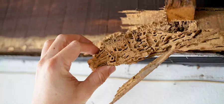 Pre-Construction Termite Treatment in White City