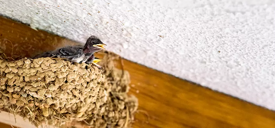 Bird Removal From House in White City
