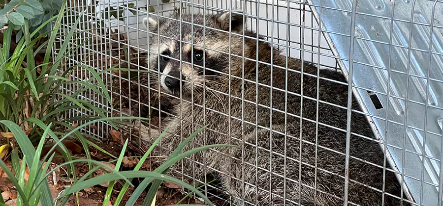 Wildlife Relocation Services in White City
