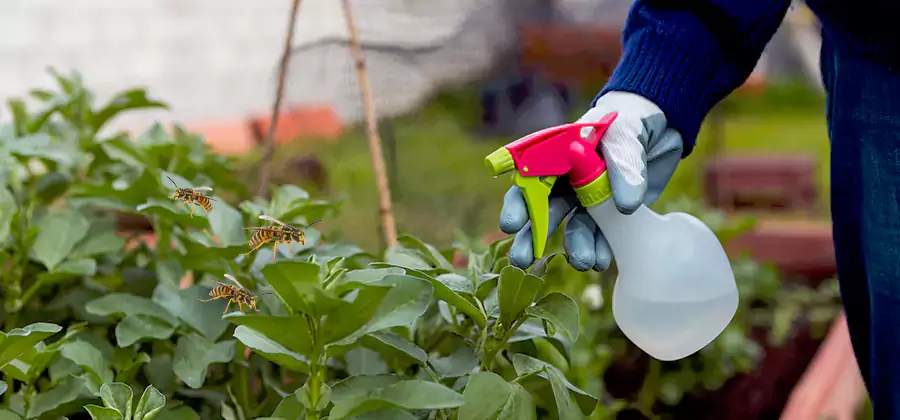 Yellow Jacket Pest Removal for Commercial Properties in White City