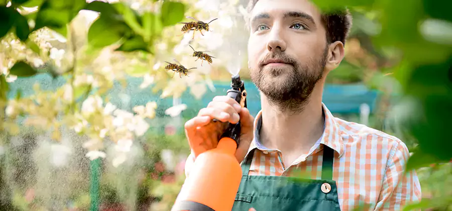 Yellow Jacket Wasp Removal in White City