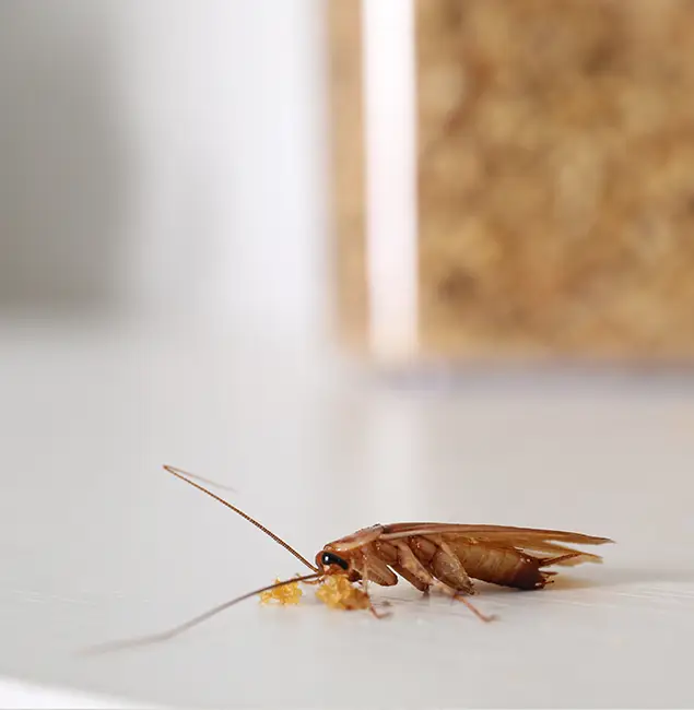 Why White City Pest Control Pro Stands Out in White City, OR?