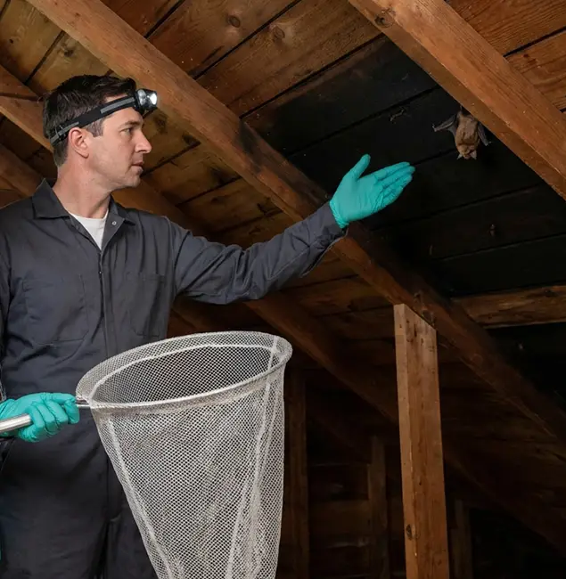 Why White City Pest Control Pro Is the Right Choice in White City, OR?