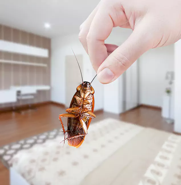 Why White City Pest Control Pro Stand Out for Bed Bug Fumigation in White City, OR?