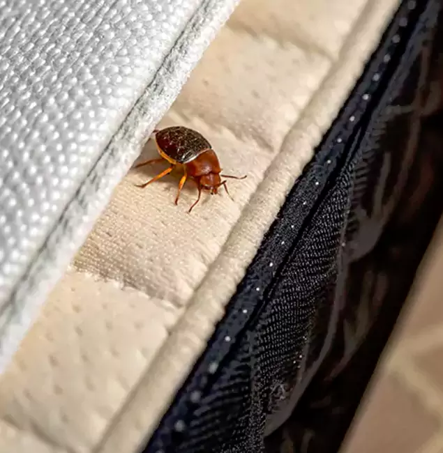 Why Choose White City Pest Control Pro for Bed Bug Treatment at Home in White City, OR?