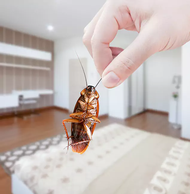 Why White City Pest Control Pro Stand Out For Bed Bug Inspection in White City, OR?