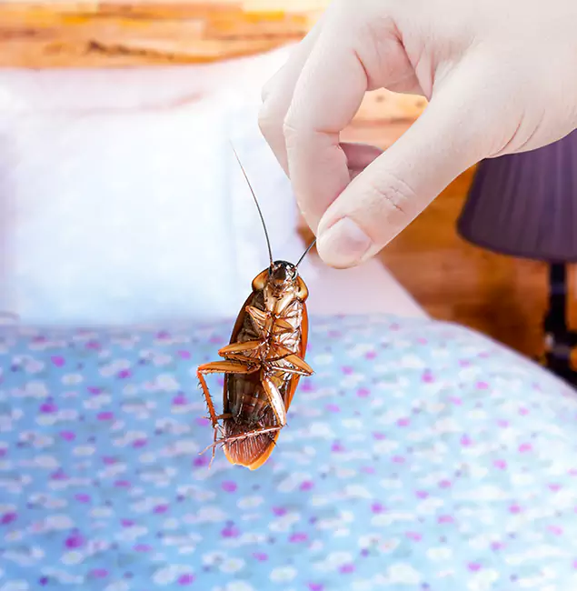 Why Choose White City Pest Control Pro for Bed Bug Treatment in White City, OR?