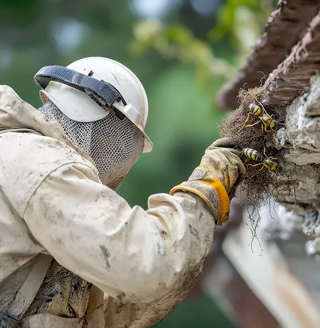 Why White City Property Owners Choose White City Pest Control Pro for Bee Exterminator?