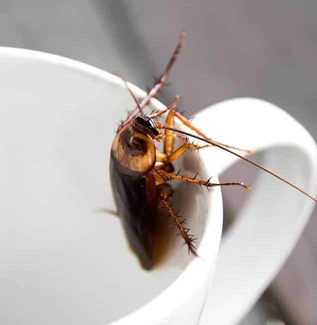 Why White City, OR Residents Trust White City Pest Control Pro for Cockroach Fumigation?
