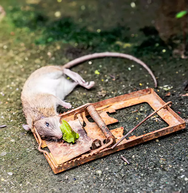 Why White City, OR Homeowners Trust White City Pest Control Pro for Rodent Removal?
