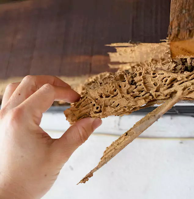 Why Choose White City Pest Control Pro in White City, OR?