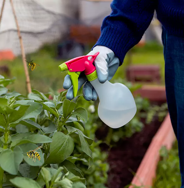 Why White City Homeowners Choose White City Pest Control Pro for Honey Bee Removal?