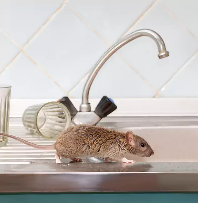 Why White City, OR Trusts White City Pest Control Pro for Humane Rodent Control?