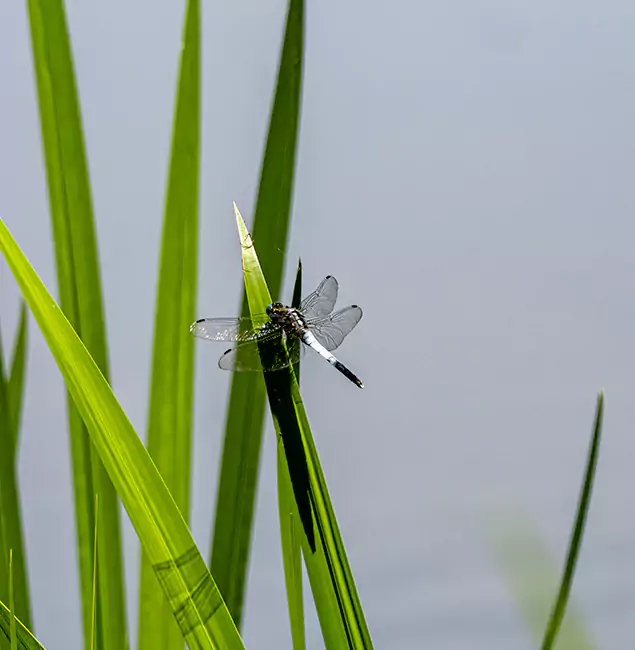 Why White City Families Trust White City Pest Control Pro for Mosquito Prevention?