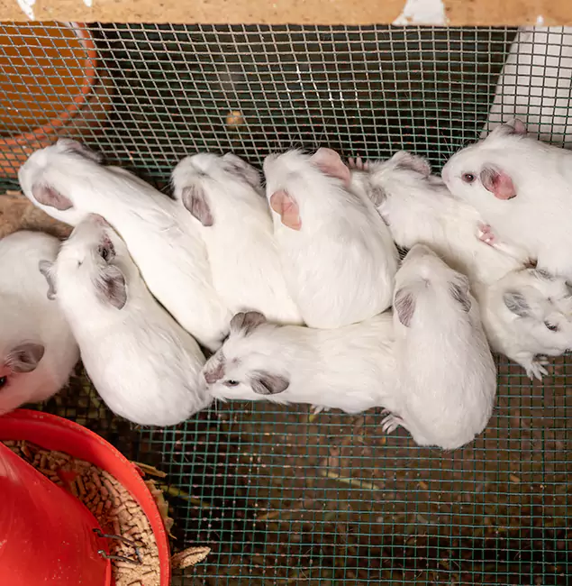 Why White City Pest Control Pro Is the Trusted Choice in White City, OR?