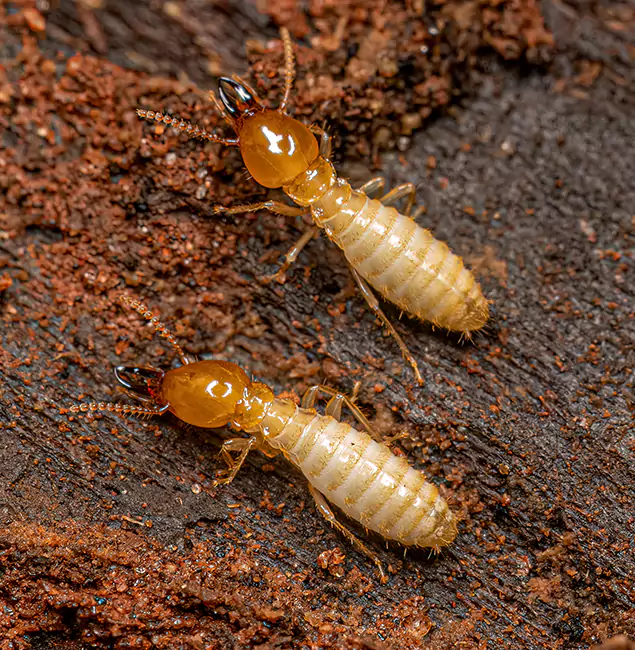 Why Choose White City Pest Control Pro for Termite Treatment Without Tenting in White City, OR?