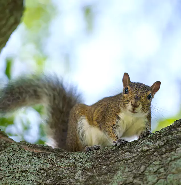 Why White City, OR Relies on White City Pest Control Pro for Squirrel Pest Control?
