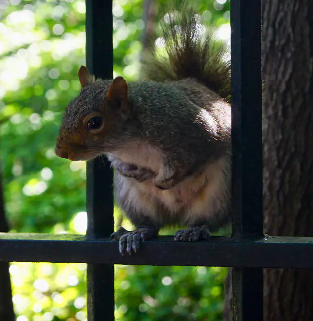 Why White City, OR Chooses White City Pest Control Pro for Squirrel Removal?